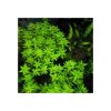 Limnophila aromatica- 'Green'