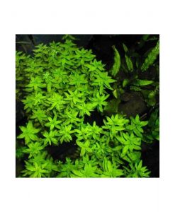 Limnophila aromatica- 'Green'