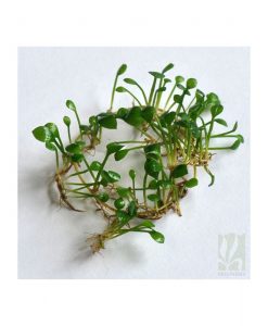 Marsilea hirsuta