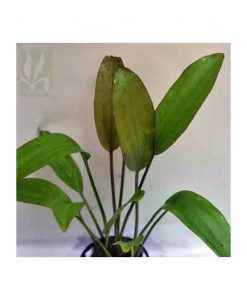 Echinodorus rubin