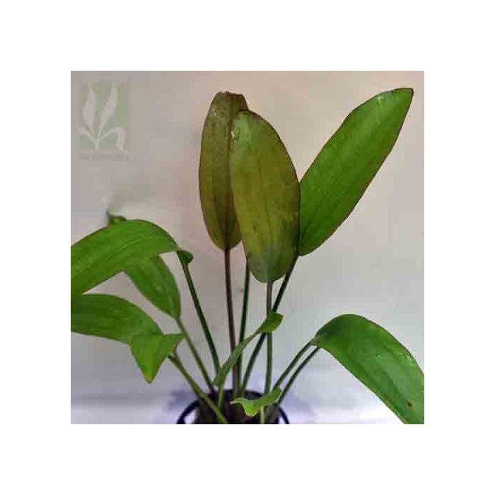 Echinodorus rubin