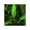 Lagenandra ovata