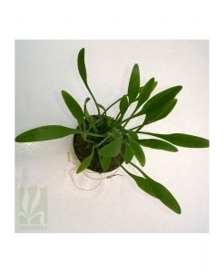 Cryptocoryne Parva