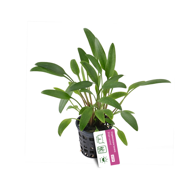 Cryptocoryne lucens
