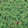 Azolla Caroliniana