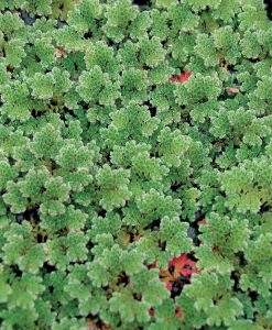 Azolla Caroliniana