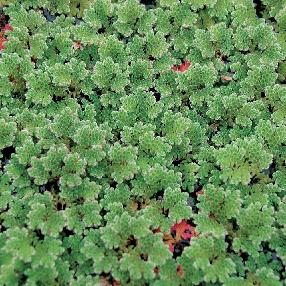 Azolla Caroliniana