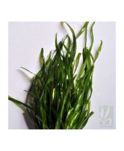 Vallisnaria spiralis