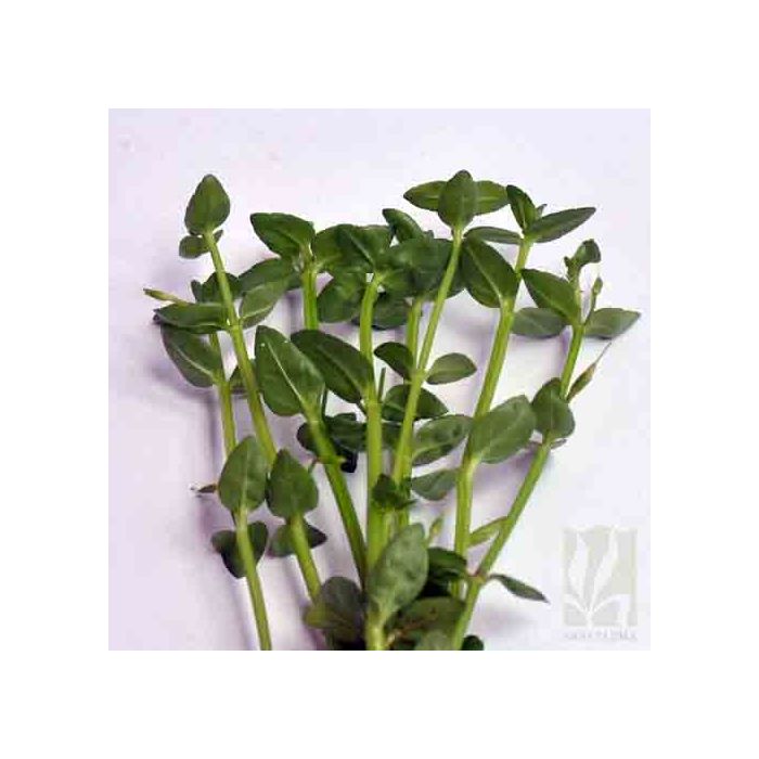 Lindernia dubia