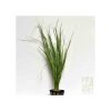 Eleocharis Vivipara