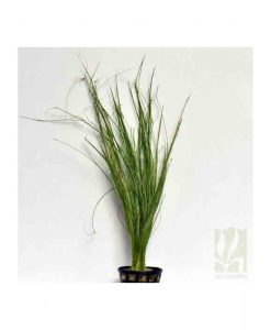 Eleocharis Vivipara