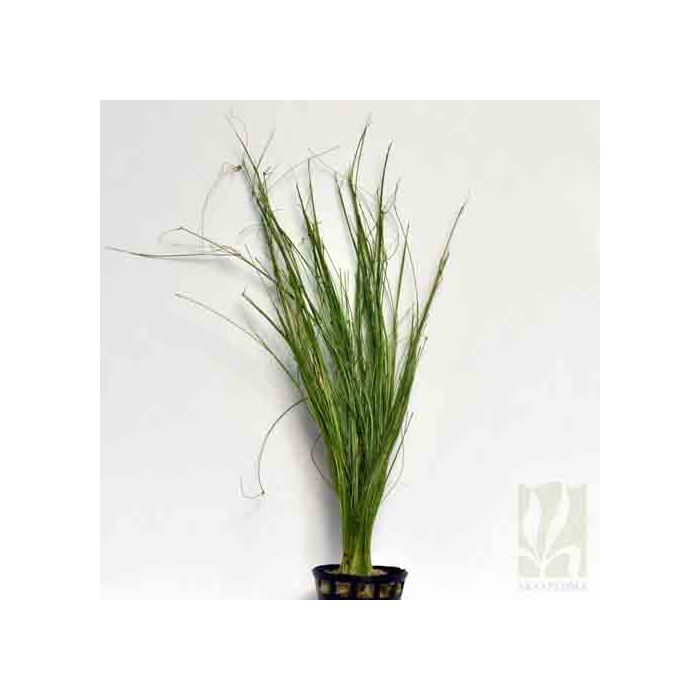 Eleocharis Vivipara