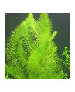 Myriophyllum scabratum -Green