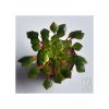 Ludwigia sedioides
