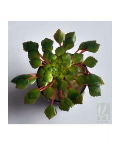 Ludwigia sedioides