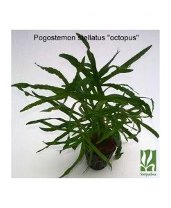 Pogostemon stellatus?'Octopus'