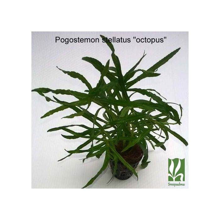 Pogostemon stellatus?'Octopus'