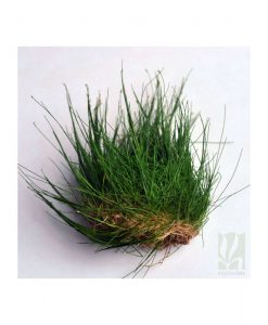 Eleocharis parvula