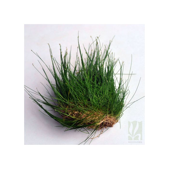 Eleocharis parvula