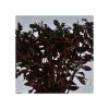 Ludwigia repens