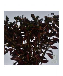 Ludwigia repens