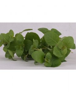 Hygrophila Serpyllum