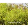 Rotala sp. 'Spikey'