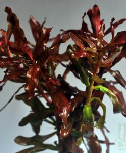 Ammannia senegalensis