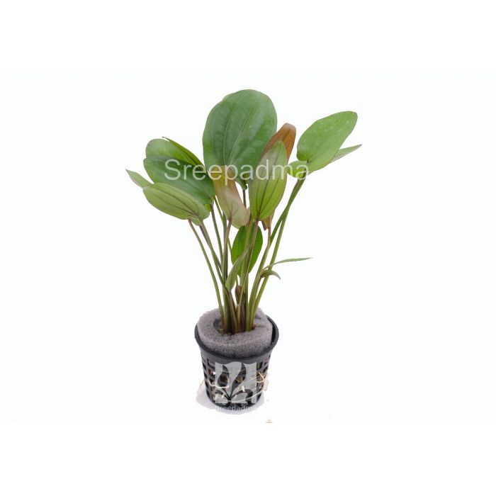 Echinodorus 'Joyo Red'