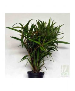 Hygrophilla sp. Quadrivalvis -Needle leaf