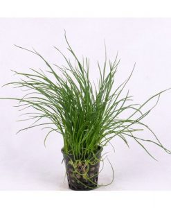 Lilaeopsis mauritiana