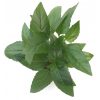 Amcella Repens