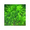 Hemianthus micranthemoides