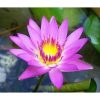 Nymphaea Capensis - Pink