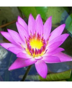 Nymphaea Capensis - Pink