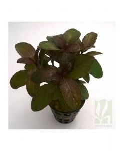 Hygrophilla sp. quadrivalvis 'Apple red'