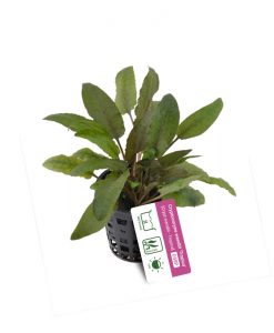 Cryptocoryne wendtii "tropica"
