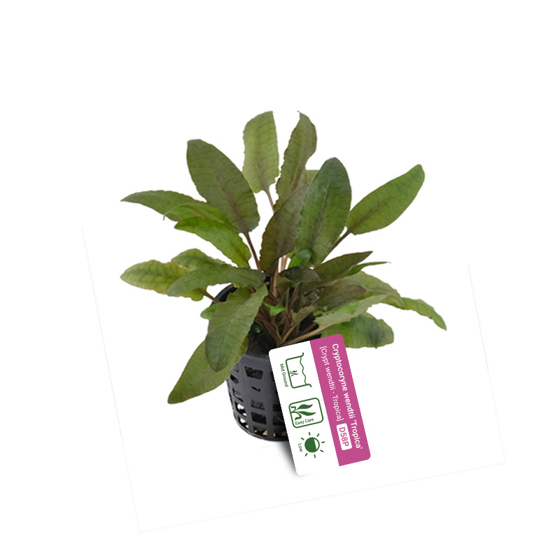 Cryptocoryne wendtii "tropica"