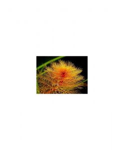 Myriophyllum tuberculatum