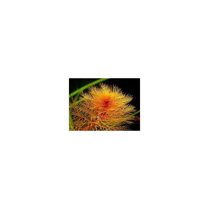 Myriophyllum tuberculatum