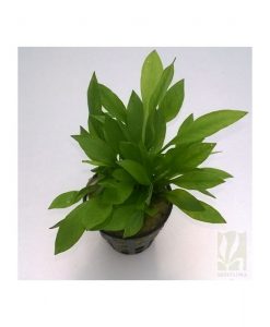 Echinodorus grissibachia