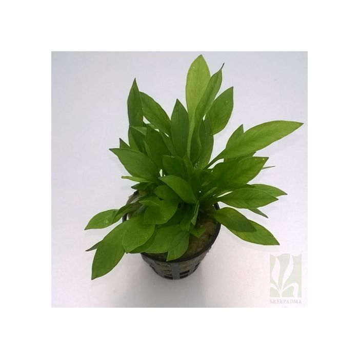 Echinodorus grissibachia