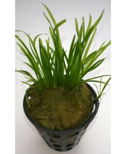 Echinodorus Tennelus 'micro'