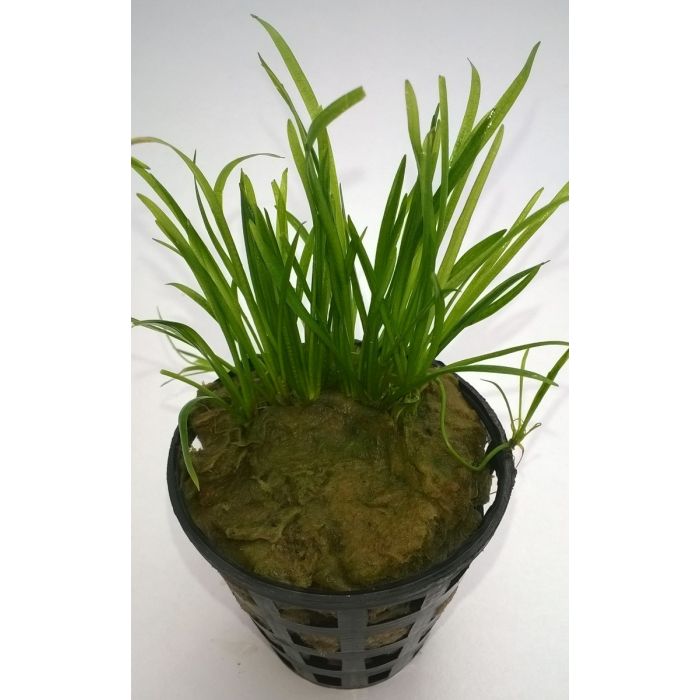 Echinodorus Tennelus 'micro'
