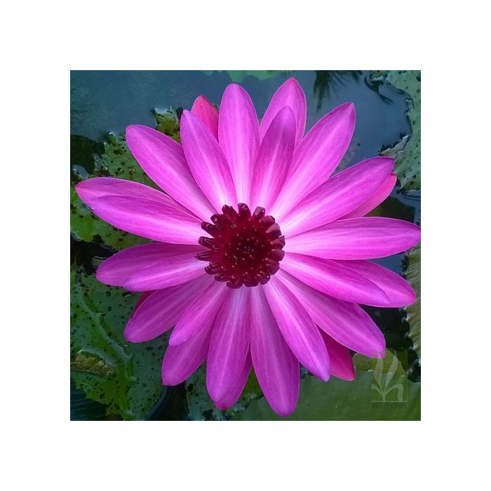 Nymphiya pubescens 'Rubra'