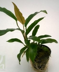 Anubias barteri var. glabra