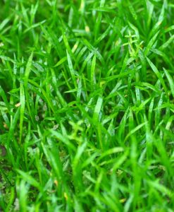 Lilaeopsis brasiliensis