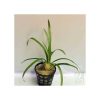Sagittaria sp. narrow leaf