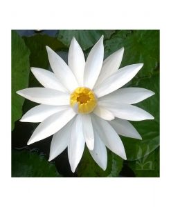 Nymphaea Pubescens -White Small Flower