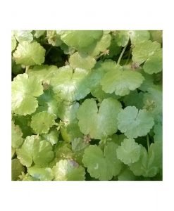 Hydrocotyle  sibthorpioides